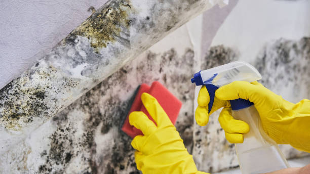 Why You Should Choose Our Mold Remediation Services in Inglewood, CA